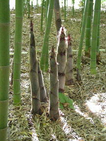 Bamboo Care