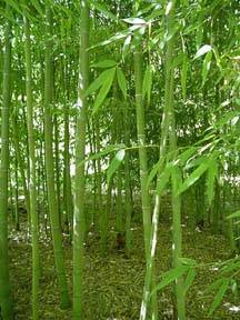 Bamboo Care