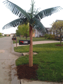 Palm Tree Mailbox